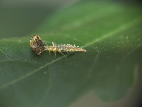 Réf. 274 843 : Chrysoperla sp.